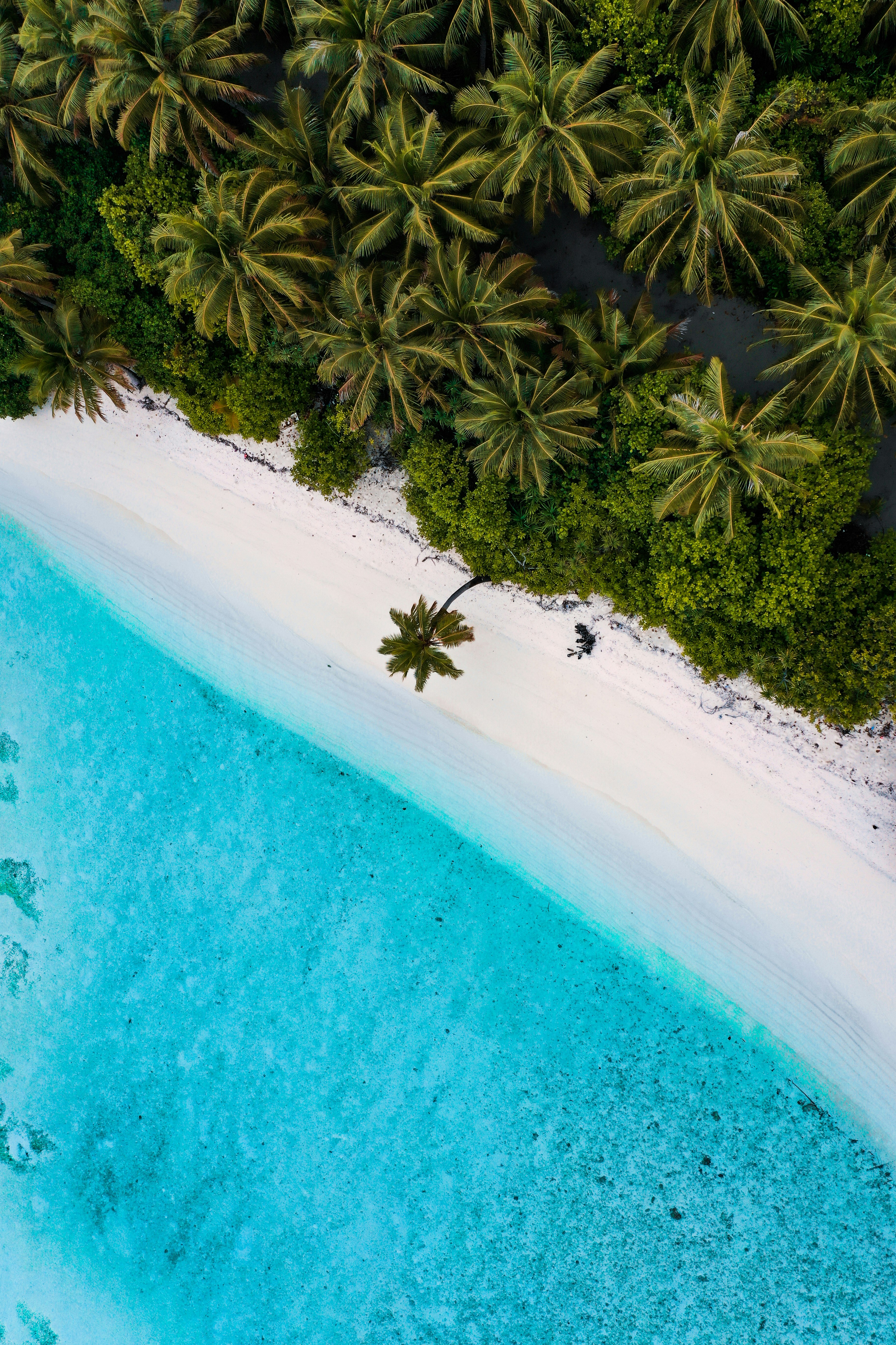 green palm tree beside blue body of water